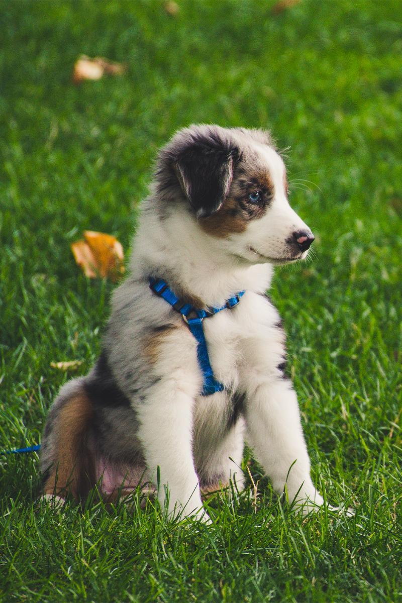 Chien petmania