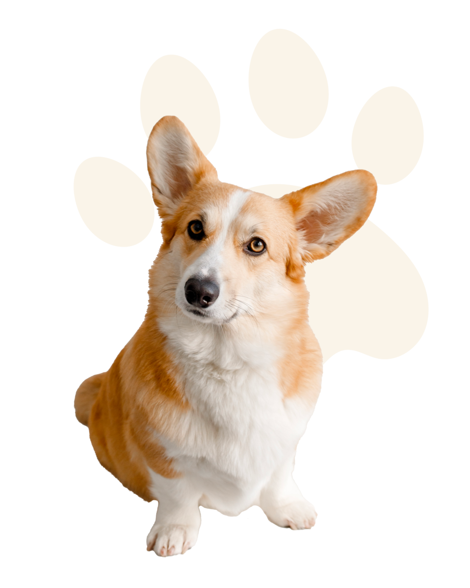 Chien3 petmania