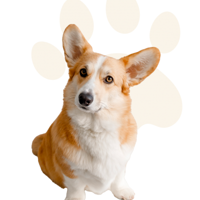Chien3 petmaniaexqrqm