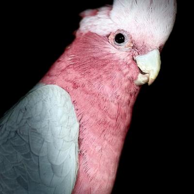 Coco
